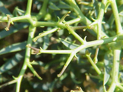 Bupleurum spinosum,
Spiny Hare's Ear Bupleurum spinosum,
Spiny Hare's Ear
