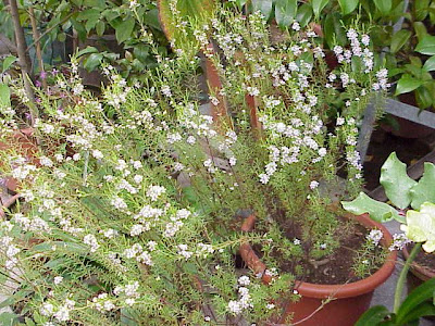 Caleonema pulchrum