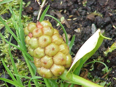 Calla palustris,
bog arum,
water arum,
water-dragon,
wild calla,
wild calla-lily