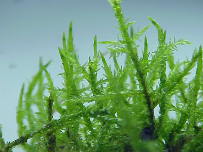 Calliergonella cuspidata,
calliergonella moss Calliergonella cuspidata,
calliergonella moss
