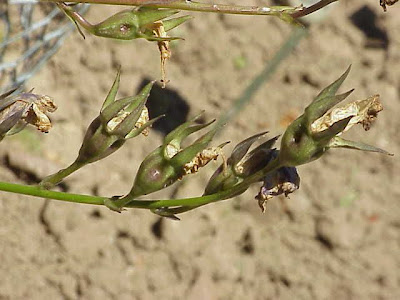 Campanula con foglie di Pesco