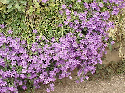 Campanula poscharskyana