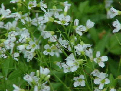 Large Bittercress Large Bittercress