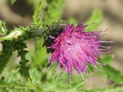 Carduus crispus L.