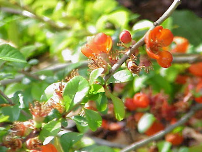 Flowering-quince