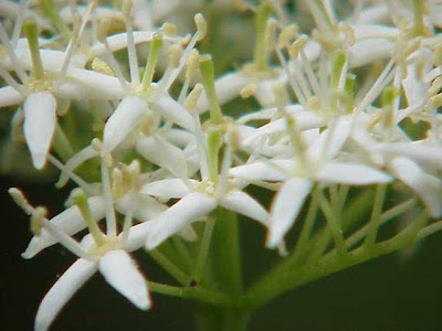 Common dogwood Common dogwood