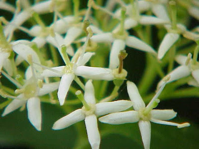 Common dogwood Common dogwood
