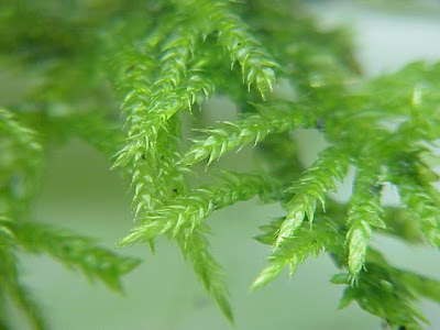 Cirriphyllum moss Cirriphyllum moss