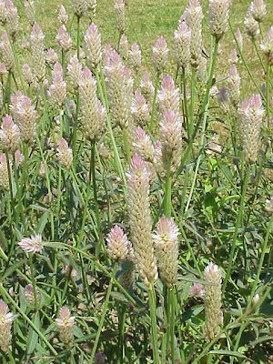 Cresta di gallo Cresta di gallo