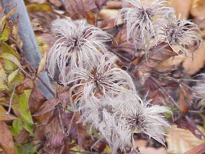 Clematis integrifolia L.