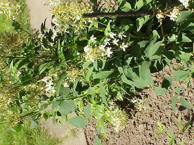 Clematis recta L.