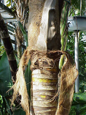 Coco-da-bahia Coco-da-bahia