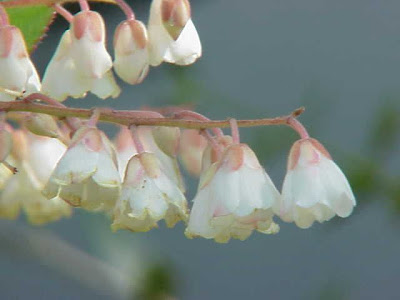 Lily-of-the-valley-tree Lily-of-the-valley-tree
