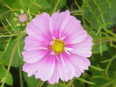 Fiederbl�ttrige Schmuckblume