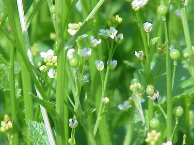 Crambe d'Abyssinie Crambe d'Abyssinie