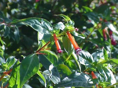 Cigar-flower Cigar-flower