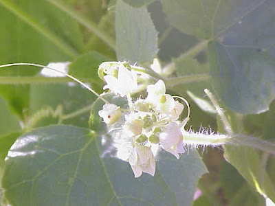 Caigua