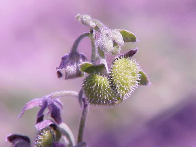 Common Hound's Tongue Common Hound's Tongue