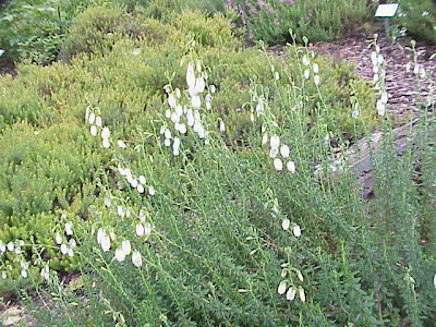 Daboecia cantabrica,
St. Dabeoc's heath