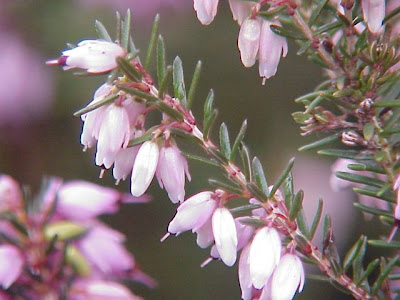 Erica carnicina Erica carnicina
