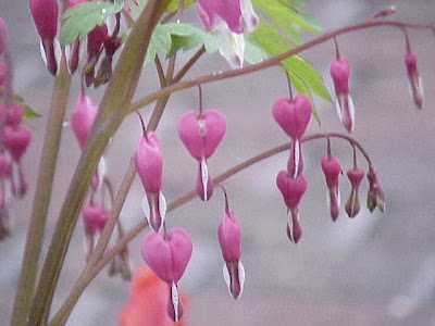 Common bleedinghearts Common bleedinghearts