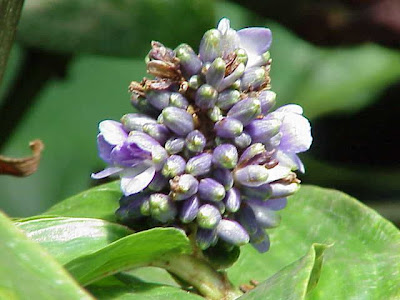 Queens Spiderwort