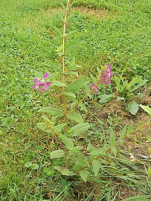 Creeping waxweed Creeping waxweed