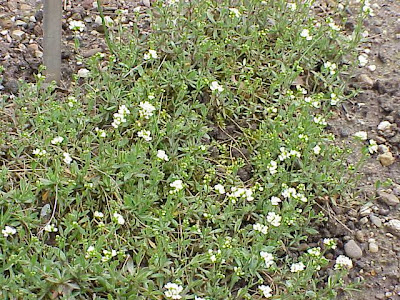 Draba lanceolata