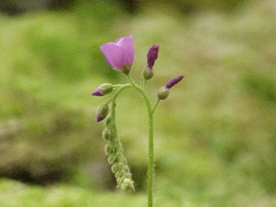 Cape sundew