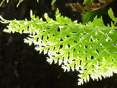 Dryopteris dilatata (Hoffm.) A.Gray