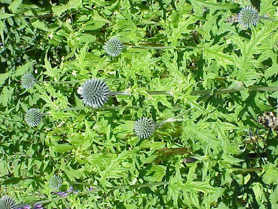 Echinops humilis