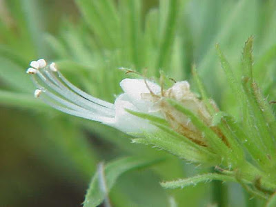 Echium aculeatum