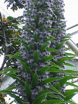Echium piniana