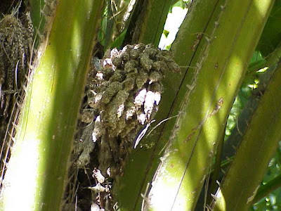 Dendê Dendê