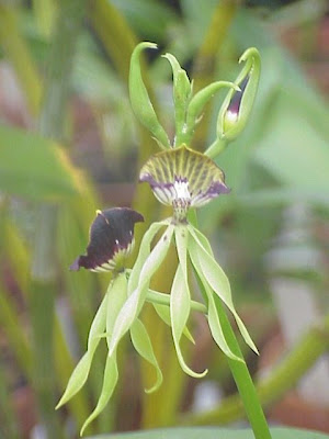 Clamshell orchid Clamshell orchid