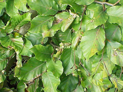 Fagus sylvatica suentelensis