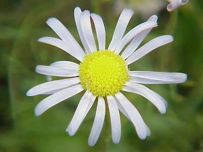 Felicia bergeriana,
kingfisher daisy