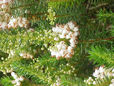 Cornish heath Cornish heath