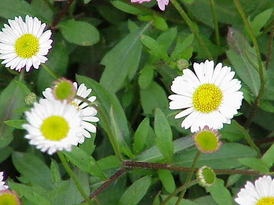CÚspica karvinskiana CÚspica karvinskiana