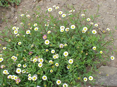 CÚspica karvinskiana CÚspica karvinskiana