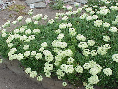Donner Pass buckwheat Donner Pass buckwheat