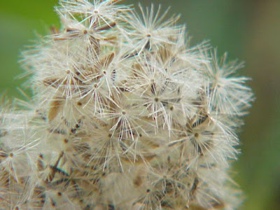 Hemp-agrimony Hemp-agrimony