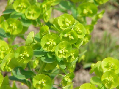 Euphorbia amygdaloides L.