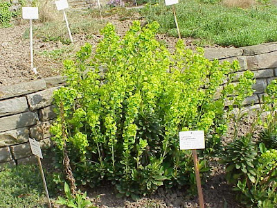 Euphorbia amygdaloides L.