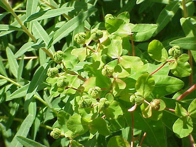 Euphorbia palustris L.