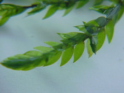 Giant antifever fontinalis moss