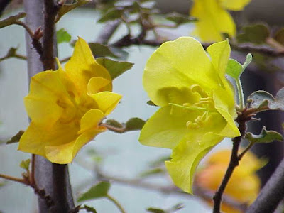 California fremontia California fremontia