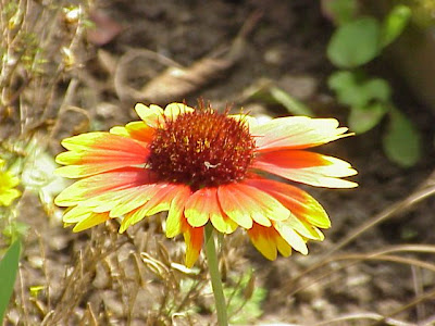 Gaillardia aristata,
blanket-flower,
common gaillardia,
gaillardia,
great blanket-flower