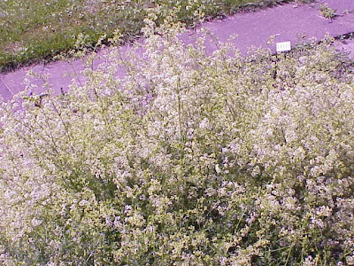 Caglio boreale Caglio boreale