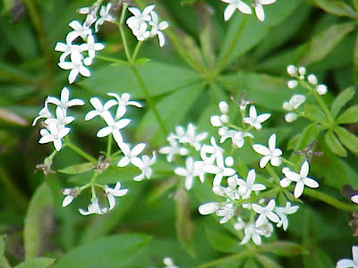 Woodruff Woodruff